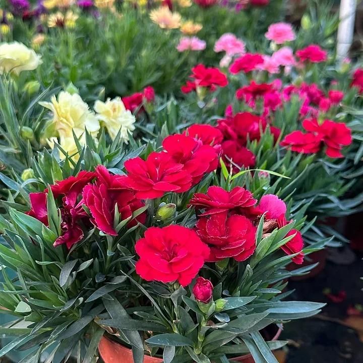Carnation flower seeds for home garden Hybrid carnation Double petal Balcony Mixed color Flower pots Garden Easy to grow Home plant Outdoor Flowering Seeds balcony India (60, Carnation Flower Seeds)