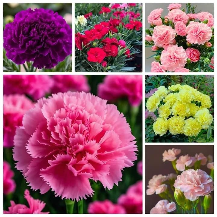 Carnation flower seeds for home garden Hybrid carnation Double petal Balcony Mixed color Flower pots Garden Easy to grow Home plant Outdoor Flowering Seeds balcony India (60, Carnation Flower Seeds)